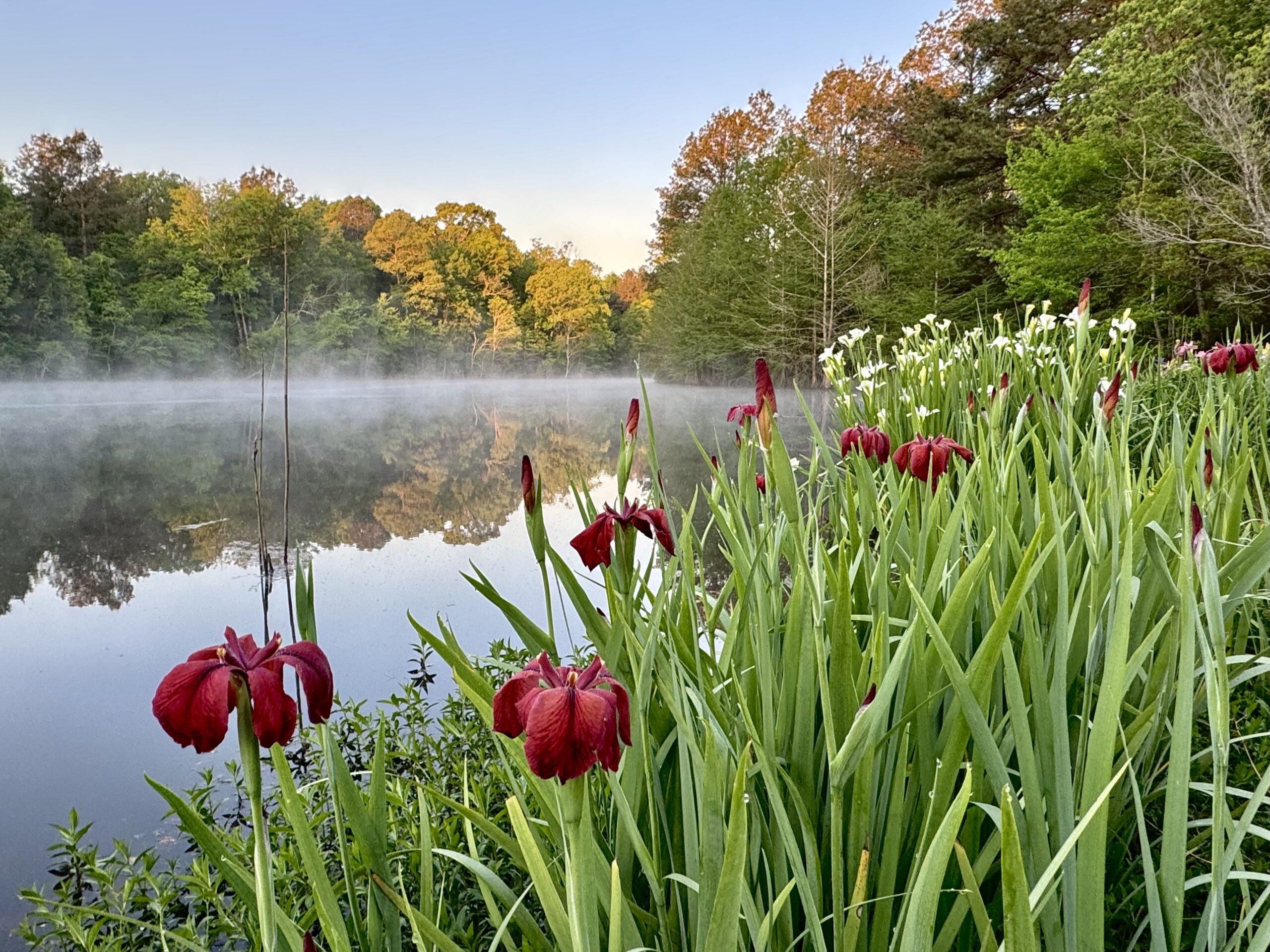 Iris nelsonii and white I giganticaerulea in pond